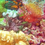 Maldives: Snorkeling with Nurse Sharks, Coral Reef, Sandbank - Who Is This Tour Best Suited For?