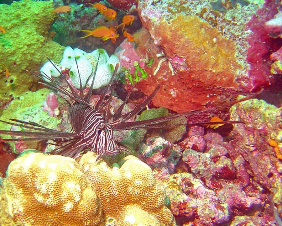 Maldives: Snorkeling with Nurse Sharks, Coral Reef, Sandbank - Who Is This Tour Best Suited For?