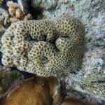 Manado: Bunaken National Park Snorkeling or Diving Tour - The Underwater Experience: Snorkeling or Diving