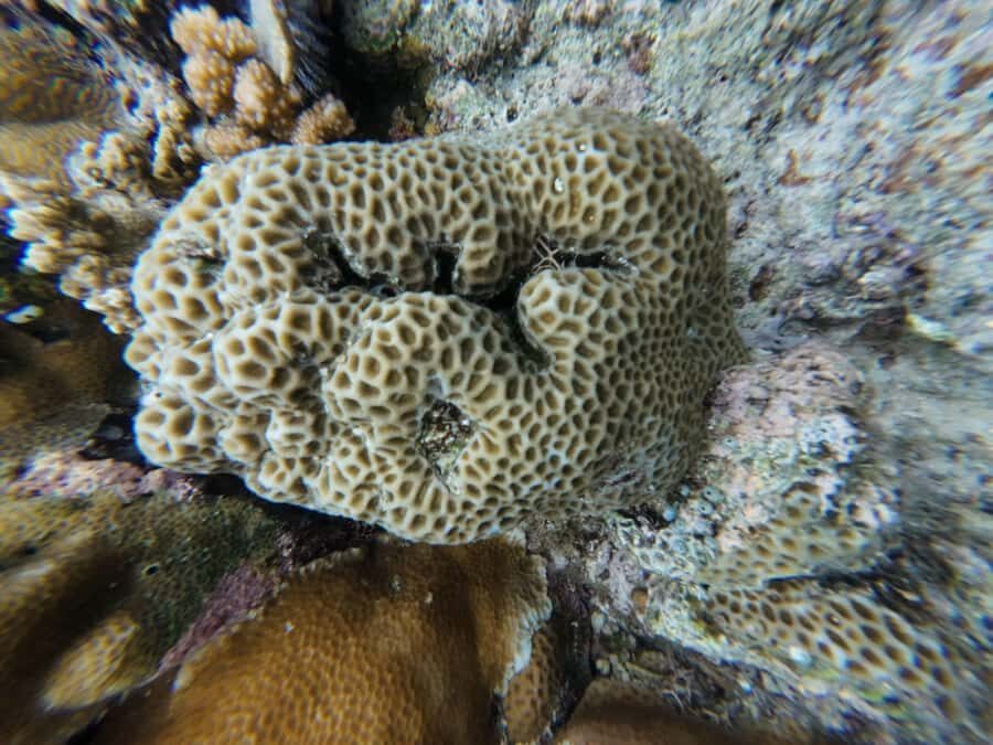 Manado: Bunaken National Park Snorkeling or Diving Tour - The Underwater Experience: Snorkeling or Diving