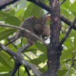 Manado: Tarsier Mangrove Forest Kayak Tour - Overview of the Tour Experience