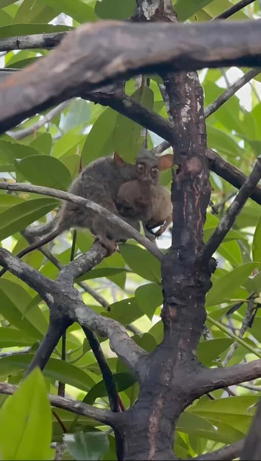 Manado: Tarsier Mangrove Forest Kayak Tour - Overview of the Tour Experience