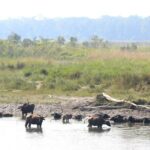 Manas National Park Safari, Lunch with pick up from Guwahati - The Practicalities