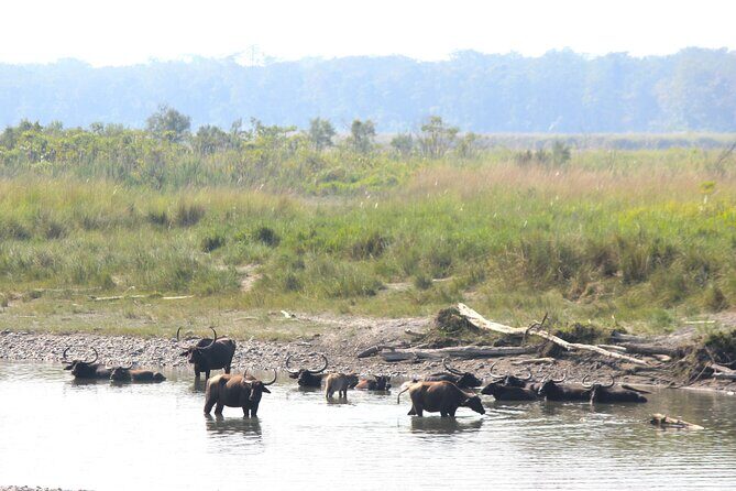Manas National Park Safari, Lunch with pick up from Guwahati - The Practicalities