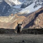 Manaslu Circuit Trek Untouched Beauty of Nepal - What Makes This Trek Special