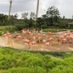 Mandai Bird Park Singapore Admission Ticket - Practical Tips for Visiting