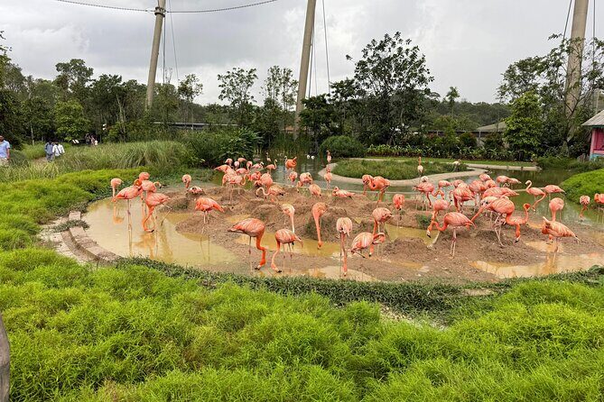 Mandai Bird Park Singapore Admission Ticket - Practical Tips for Visiting