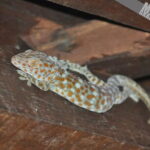 Mangrove Boat Tour Through Kilim Geo Forest Park Langkawi - Deep Dive into the Itinerary