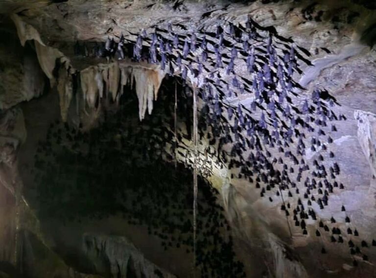 Mangrove Tour 3hour + Beach Swim + Free Lunch - The Itinerary Breakdown