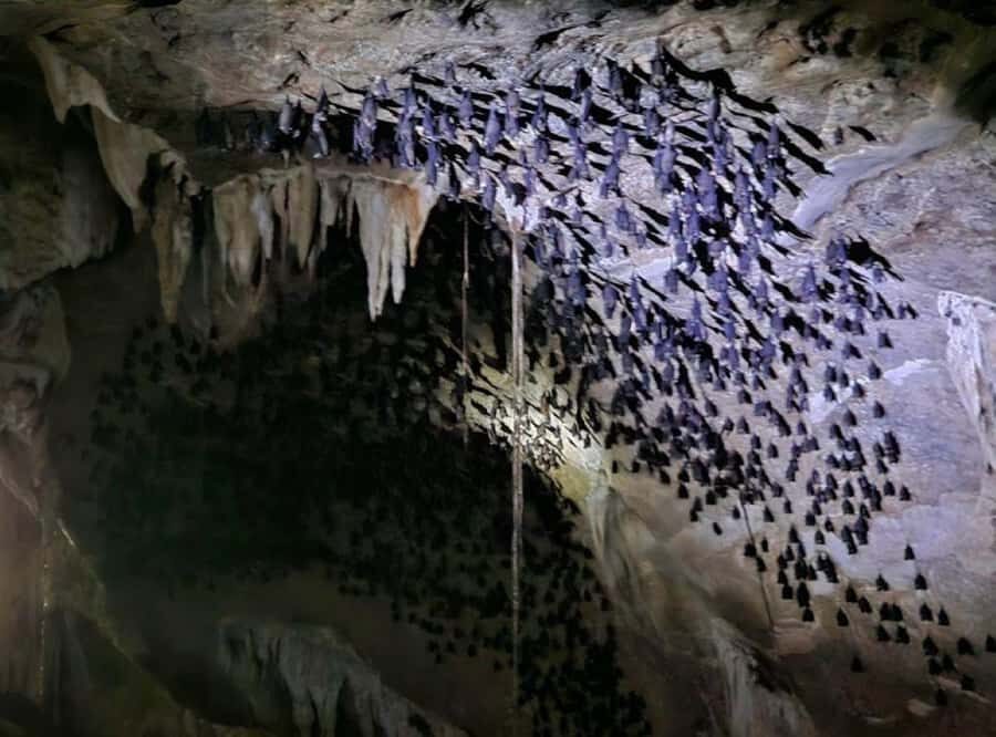 Mangrove Tour 3hour + Beach Swim + Free Lunch - The Itinerary Breakdown