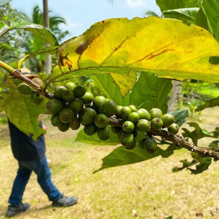 MANILA:Coffee Farm Tour with Coffee bean picking - Why This Tour Stands Out