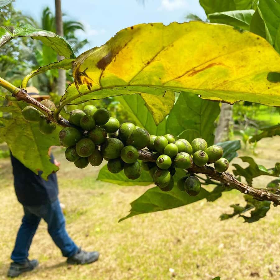 MANILA:Coffee Farm Tour with Coffee bean picking - Why This Tour Stands Out