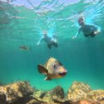Manly Beach Guided Snorkeling Tours - An In-Depth Look at Manly Beach Snorkeling Tours