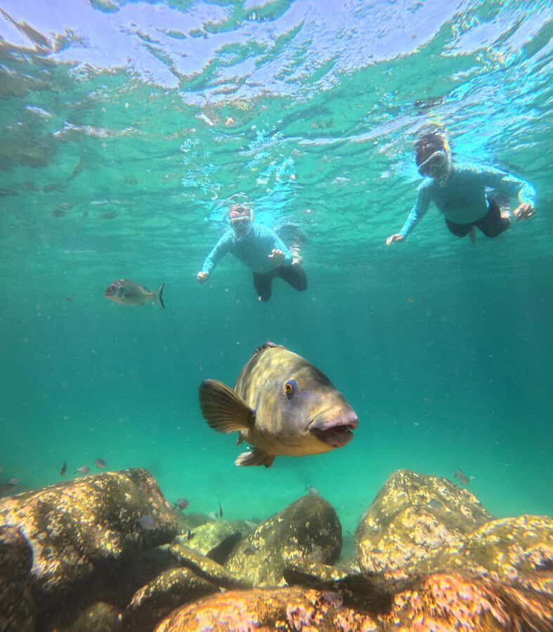 Manly Beach Guided Snorkeling Tours - An In-Depth Look at Manly Beach Snorkeling Tours