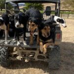 Marlborough Sheep Station Tour with Wine Tasting and Lunch - FAQs