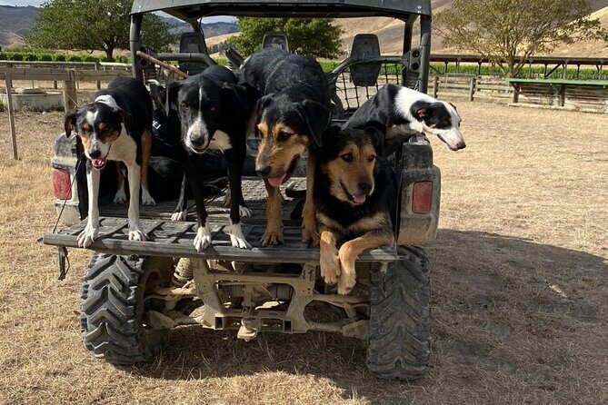 Marlborough Sheep Station Tour with Wine Tasting and Lunch - FAQs