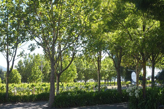 Marlborough Wine Region Tour from the Port of Picton - Authentic Experiences and Genuine Highlights