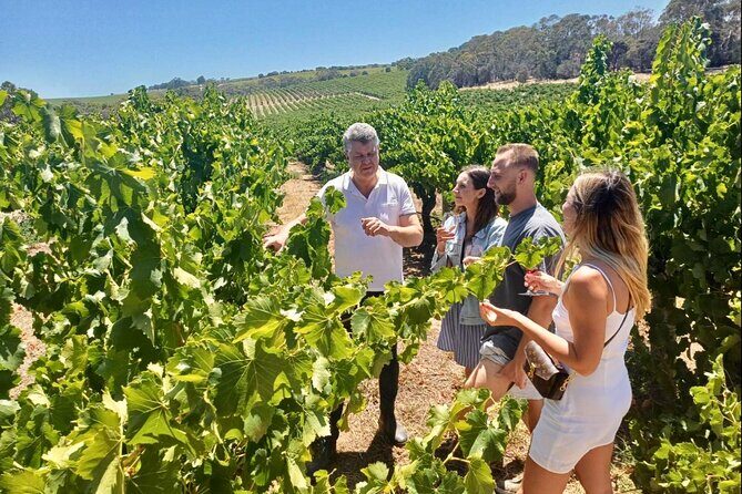 McLaren Vale Small Group Wine Tour inc d'Arenberg Cube & lunch - What Makes This Tour Special