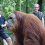 Medan: 3-Day Bukit Lawang Orangutan Tour Package - Detailed Breakdown of the Itinerary