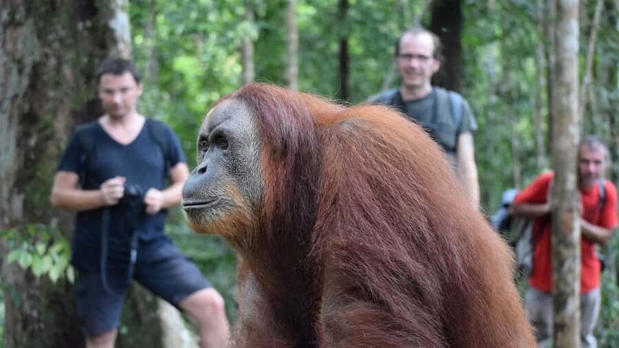 Medan: 3-Day Bukit Lawang Orangutan Tour Package - Detailed Breakdown of the Itinerary