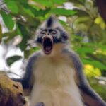 Medan: Bukit Lawang & Berastagi 5-Day Adventure Tour - Deep Dive into the Experience