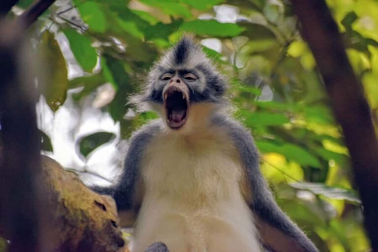 Medan: Bukit Lawang & Berastagi 5-Day Adventure Tour - Deep Dive into the Experience