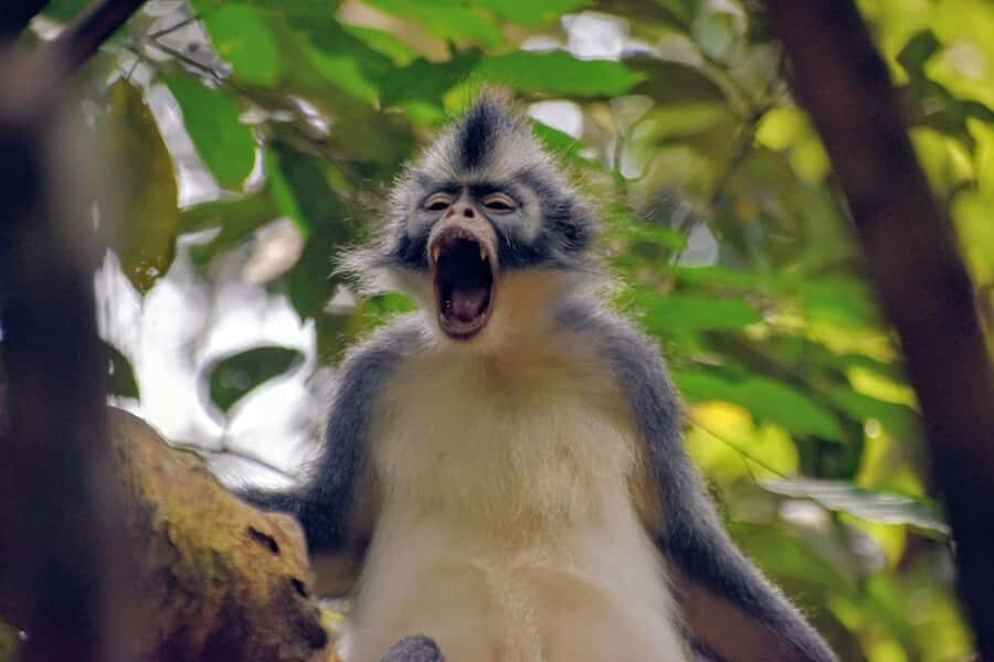 Medan: Bukit Lawang & Berastagi 5-Day Adventure Tour - Deep Dive into the Experience