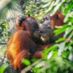 Medan: Discover the Best of Sumatra Day Trip! - Exploring Bukit Lawang: Sumatra’s Wildlife Wonderland