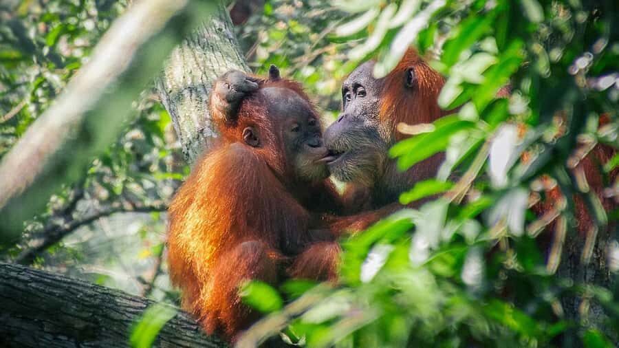 Medan: Discover the Best of Sumatra Day Trip! - Exploring Bukit Lawang: Sumatra’s Wildlife Wonderland