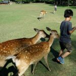 Meet the Deer Discover the Buddha in Nara With a Private Car - Who Will Love This Tour?