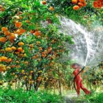 Mekong Delta 1 Day Tour - An In-Depth Look at the Itinerary