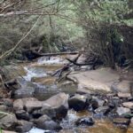 Melbourne: Marysville Day Trip with Healesville Sanctuary - Transportation, Price, and Value