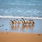 Melbourne Phillip Island Private Tour with Penguin - Discovering Phillip Island: What to Expect
