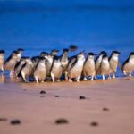 Melbourne: Phillip Island Private Trip, Penguin and Wildlife - Why This Tour Stands Out