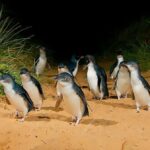 Melbourne: Phillip Island Tour w/ Hop-on Bus or Seal Cruise - Why This Tour Offers Great Value