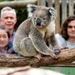 Melbourne: Puffing Billy Train Wildlife Zoo Private Tour - Who Would Love This Tour?