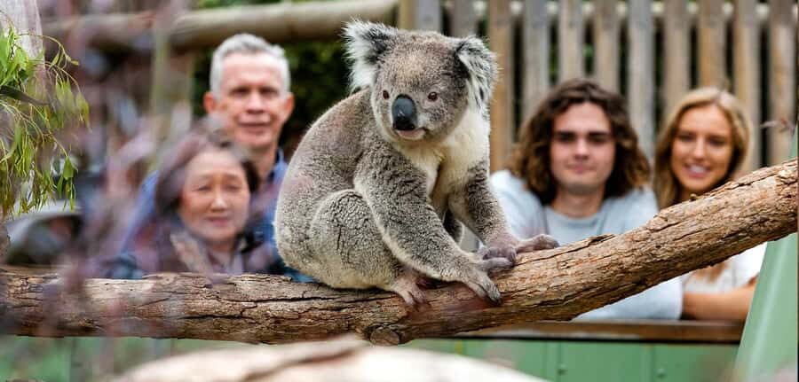 Melbourne: Puffing Billy Train Wildlife Zoo Private Tour - Who Would Love This Tour?