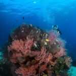 Menjangan Island: Fun Diving Experience - An In-Depth Look at the Menjangan Island Fun Diving Tour