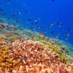Menjangan Island: Scuba Diving Trip with Lunch - What to Expect on the Day