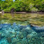 Menjangan Marine Beauty & Rainforest Exploration - Practical Details: What You Need to Know