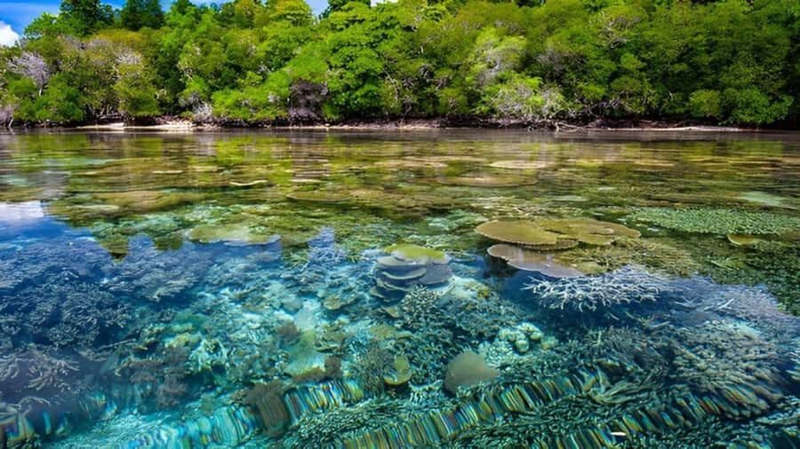 Menjangan Marine Beauty & Rainforest Exploration - Practical Details: What You Need to Know