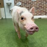 Micro Pig Café in Osaka Pet and Snap Cute Moments - The Experience in Detail