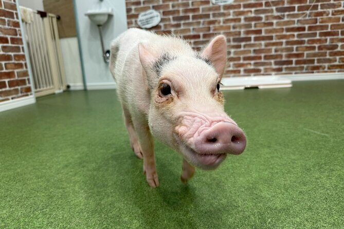 Micro Pig Café in Osaka Pet and Snap Cute Moments - The Experience in Detail