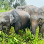 Minneriya And Kaudulla National Park Safari- From Sigiriya - Who Should Book This Tour?