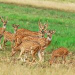 Minneriya Elephant Safari Drive From Trincomalee - The Safari Experience and What to Expect