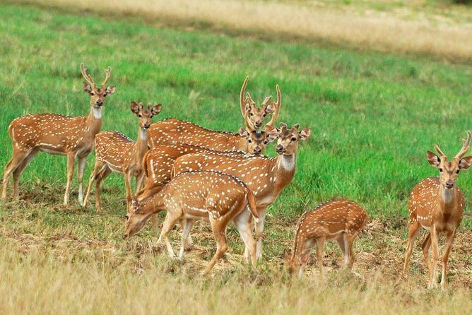 Minneriya Elephant Safari Drive From Trincomalee - The Safari Experience and What to Expect