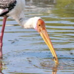 Minneriya half day tour - The Itinerary Breakdown