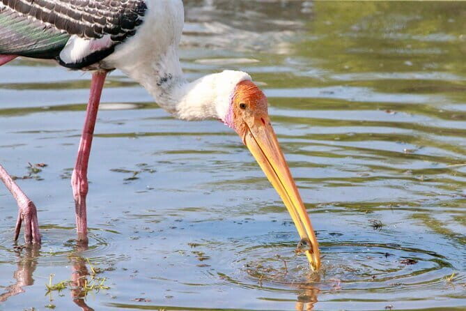 Minneriya half day tour - The Itinerary Breakdown