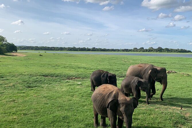 Minneriya National Park Elephant Safari - Overview of the Safari Experience