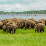 Minneriya National Park: Elephant Safari With Expert Guide - What Makes This Safari Special?